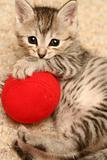 The grey kitten plays a red ball