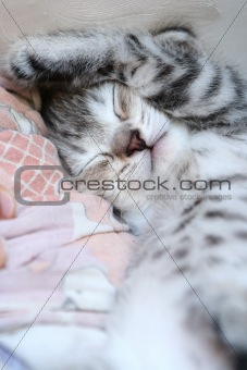 The lovely grey kitten sleeps having closed by a paw