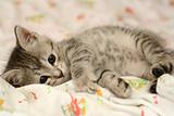 Grey kitten kitten lays on a bed