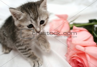 Grey kitten and pink rose