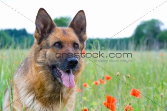 Germany sheepdog portrait