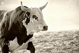 bull at rodeo