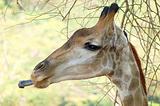 Licking giraffe