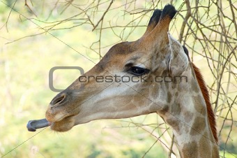 Licking giraffe