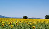 Sunflowers field 