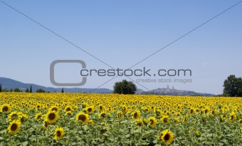 Sunflowers field 