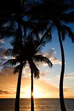 Sunset sky framed by palms, Maui Hawaii