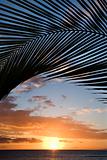 Sunset framed by palm, Maui, Hawaii.