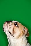 Side view of English Bulldog on green background.