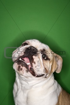 English Bulldog smiling on green background.