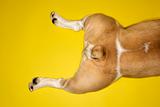 Hind legs of English Bulldog laying on yellow background.
