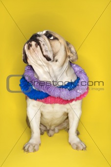 English Bulldog wearing a lei sitting on yellow background.