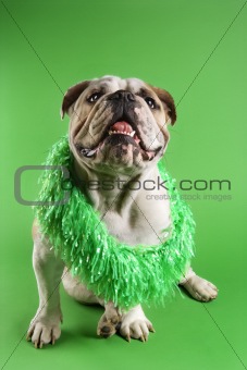 English Bulldog wearing lei sitting on green background.