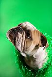 English Bulldog with serious expression wearing lei on green bac