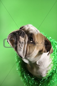English Bulldog with serious expression wearing lei on green bac