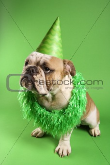 English Bulldog wearing lei and party hat on green background.