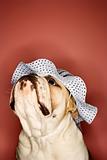 English Bulldog looking up wearing a bonnet.