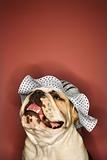 Smiling English Bulldog wearing a bonnet.