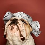 English Bulldog wearing a bonnet.