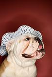 Happy English Bulldog wearing a bonnet.