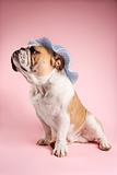 English Bulldog on pink background wearing bonnet.