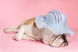Sleeping English Bulldog wearing bonnet.