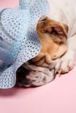 Sleeping English Bulldog wearing bonnet.