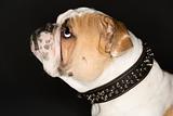 English Bulldog profile wearing spiked collar.