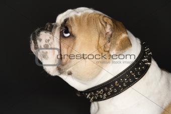 English Bulldog profile wearing spiked collar.