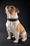Sitting English Bulldog wearing spiked collar.
