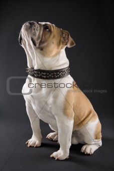 Sitting English Bulldog wearing spiked collar.