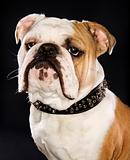 Head shot of English Bulldog wearing spiked collar.