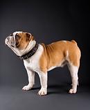 Profile of standing English Bulldog wearing spiked collar.