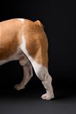 Hind legs of standing English Bulldog.