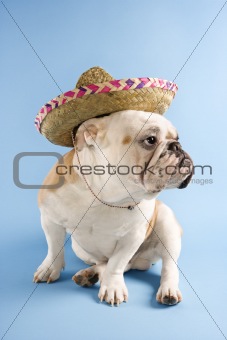 English Bulldog wearing sombrero on blue background.