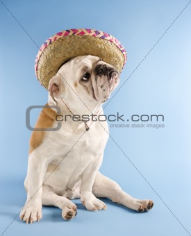 English Bulldog wearing sombrero.