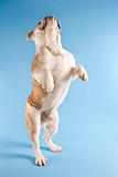 English Bulldog standing on hind legs,