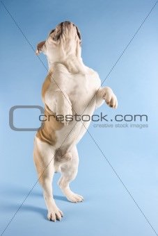 English Bulldog standing on hind legs,