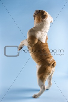 Rear view of English Bulldog standing on hind legs.
