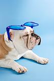 Sleepy English Bulldog wearing oversized blue sunglasses.