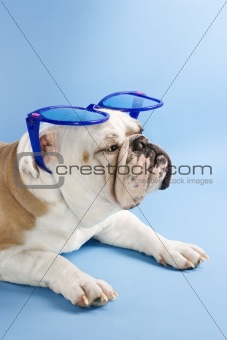 Sleepy English Bulldog wearing oversized blue sunglasses.
