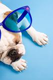 Sleeping English Bulldog wearing oversized blue sunglasses.