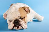 English Bulldog sleeping.