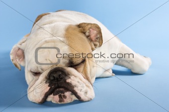 English Bulldog sleeping.