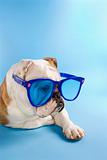 English Bulldog wearing oversized blue sunglasses.