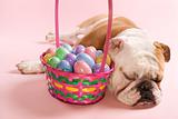 English Bulldog sleeping next to Easter basket.