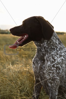 German Shorthaired Pointer panting.