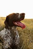 German Shorthaired Pointer panting.