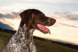 German Shorthaired Pointer panting in field.