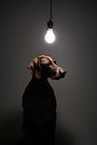 German Shorthaired Pointer with lightbulb over head.